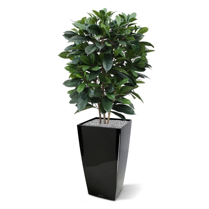 Ficus Cyathistipula deluxe pianta artificiale 120 cm