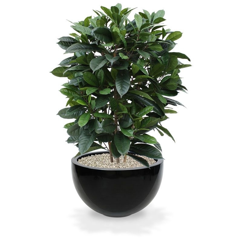 Ficus Cyathistipula deluxe pianta artificiale 120 cm