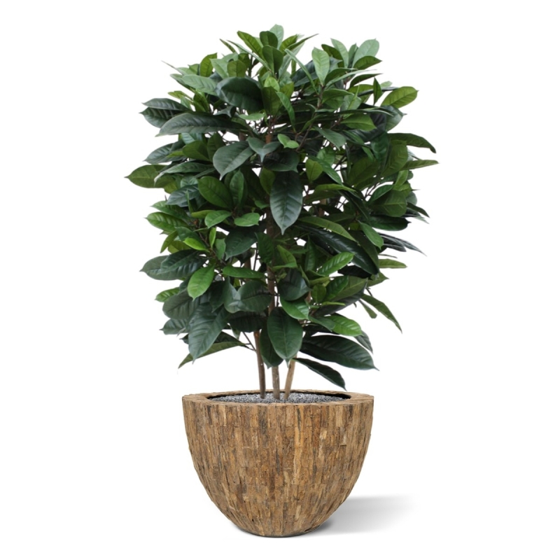 Ficus Cyathistipula deluxe pianta artificiale 120 cm