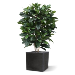 Ficus Cyathistipula deluxe pianta artificiale 120 cm