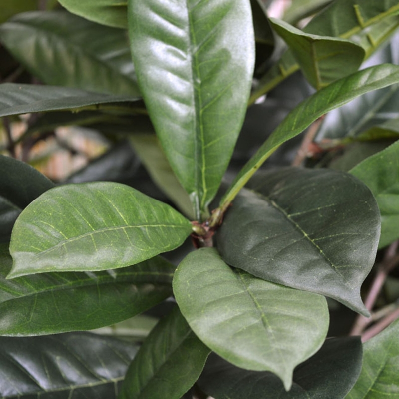 Ficus Cyathistipula deluxe pianta artificiale 120 cm