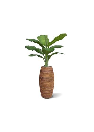 Banana Royal 165 cm in vaso