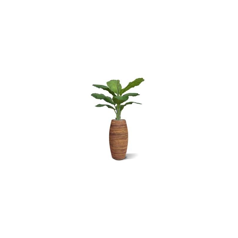 Banana Royal 165 cm in vaso