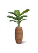 Banana Royal 165 cm in vaso