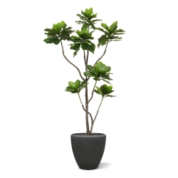 Pianta di Elotropio Artificiale 155cm