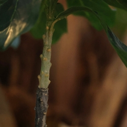 Pianta di Elotropio Artificiale 155cm