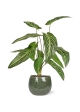 Caladium lindenii pianta artificiale 50cm