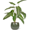 Caladium lindenii pianta artificiale 50cm