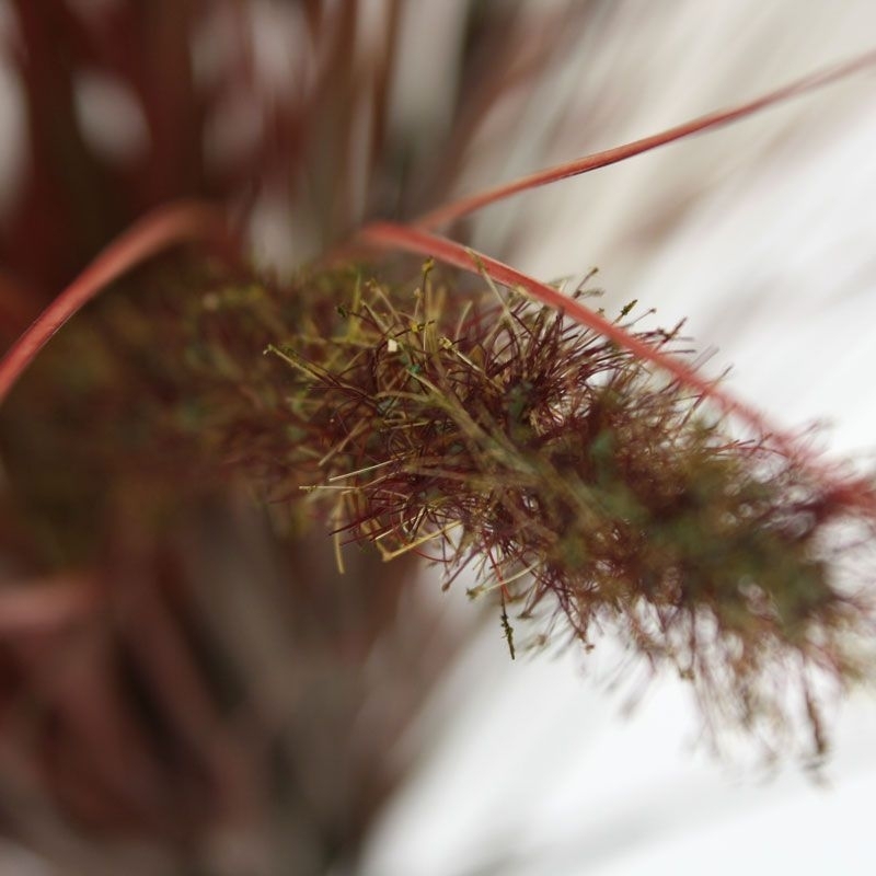 Bouquet artificiale di erba pennisetum 75 cm autunno