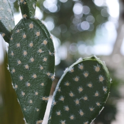 Bouquet artificiale di cactus Opuntia 65 cm