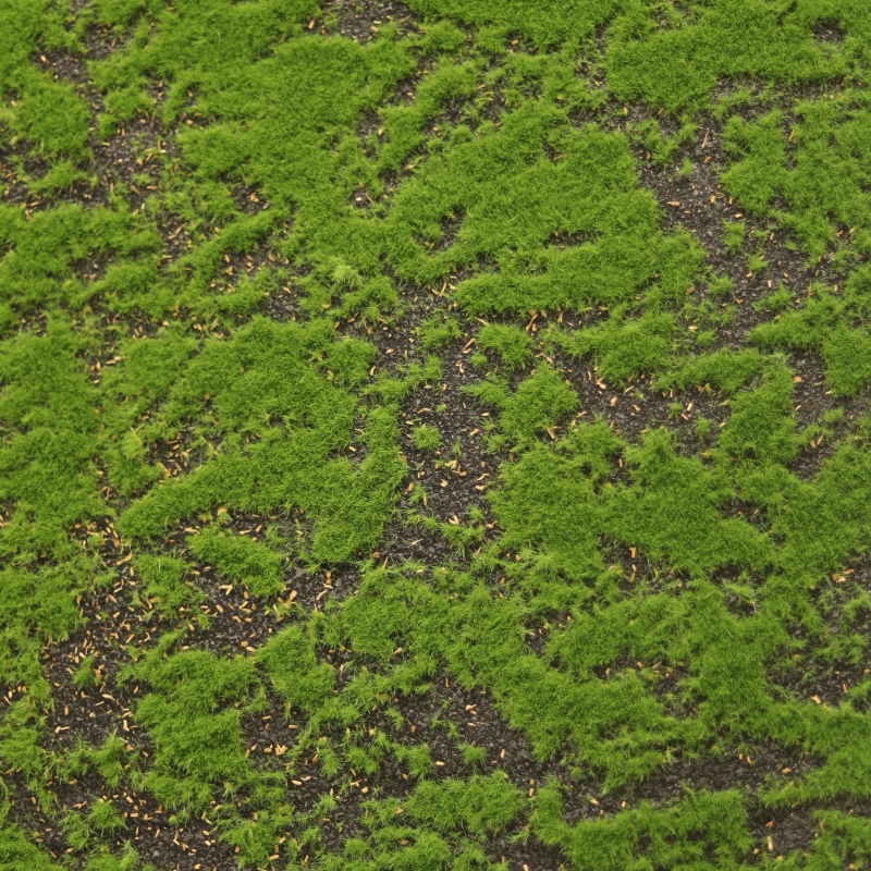 Muschio artistico da parete 100x290cm verde
