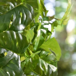 Monstera pianta artificiale ricadente 80 cm verde