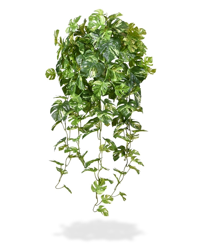 Monstera artificiale ricadente 80 cm variegata