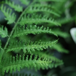 Felce Pteris Artificiale 40cm