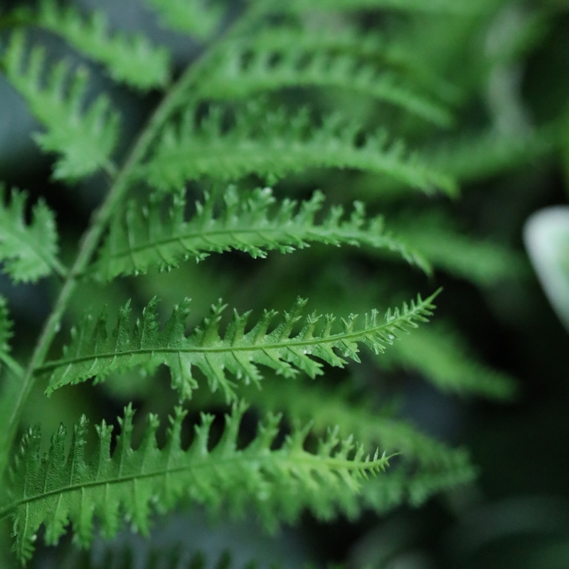 Felce Pteris Artificiale 40cm