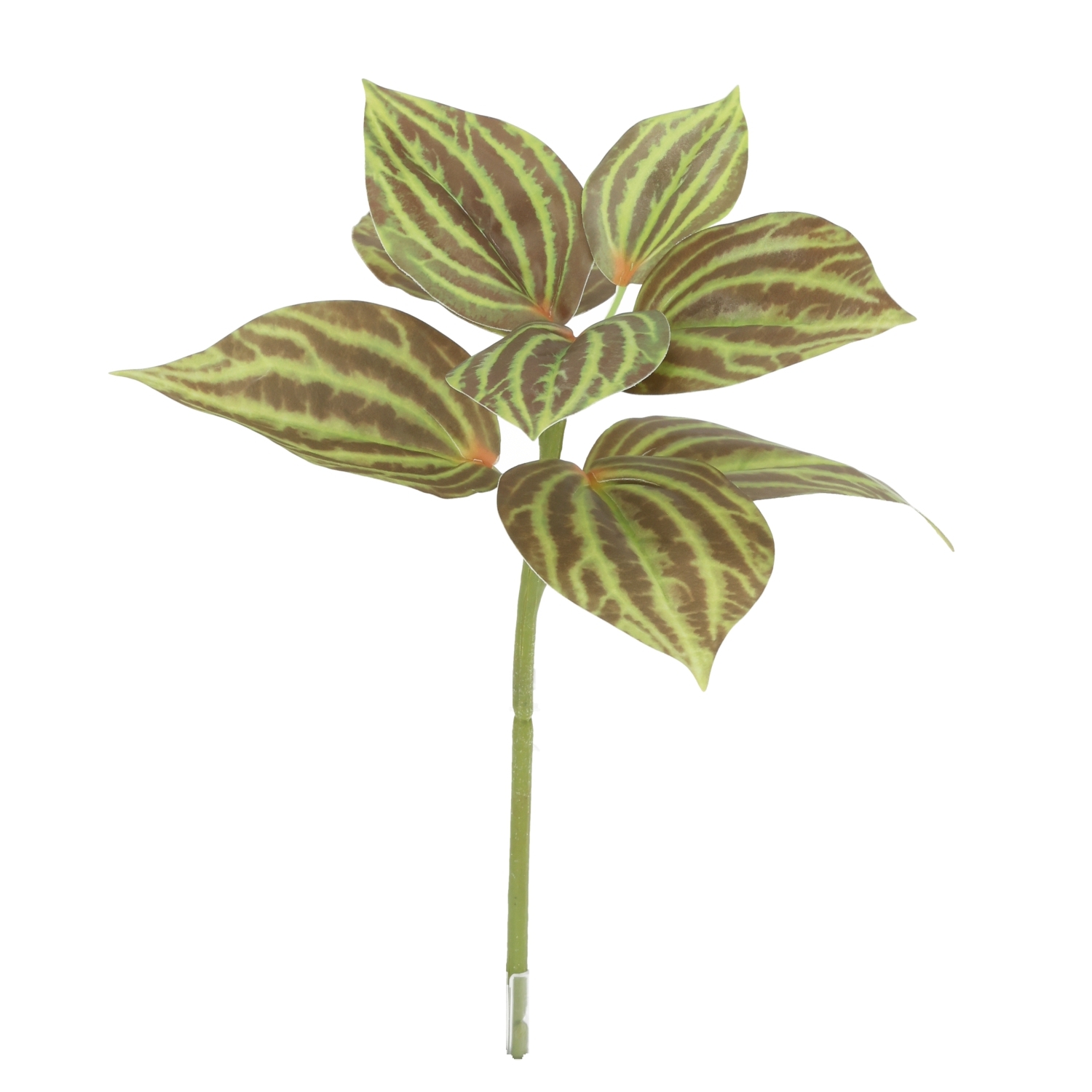 Peperomia Artificiale Verde/Marrone 25cm