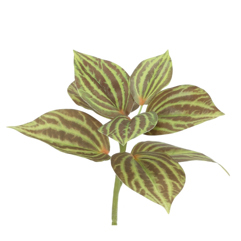 Peperomia Artificiale Verde/Marrone 25cm