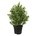 Pianta artificiale di bosso 30 cm pot