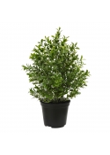 Pianta artificiale di bosso 30 cm pot