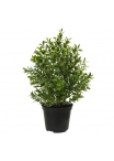 Pianta artificiale di bosso 30 cm pot