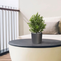 Pianta artificiale di bosso 30 cm pot
