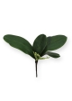 Bouquet di foglie di orchidea S x4