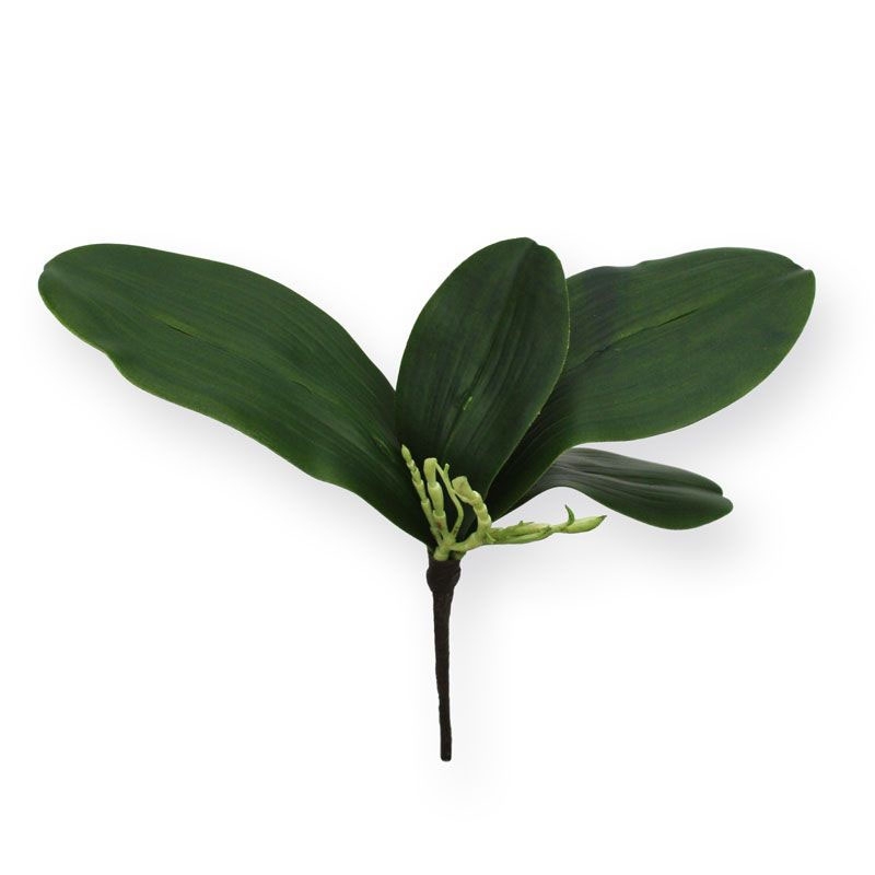 Bouquet di foglie di orchidea S x4
