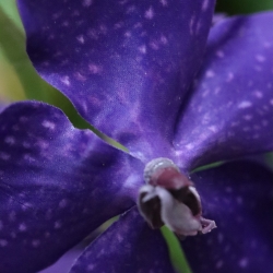 Fiore artificiale Orchidea Vanda 60cm viola