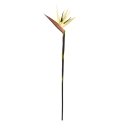 Ramo di Strelitzia Deluxe 90cm Crema