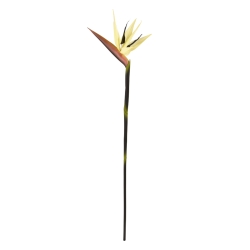Ramo di Strelitzia Deluxe 90cm Crema