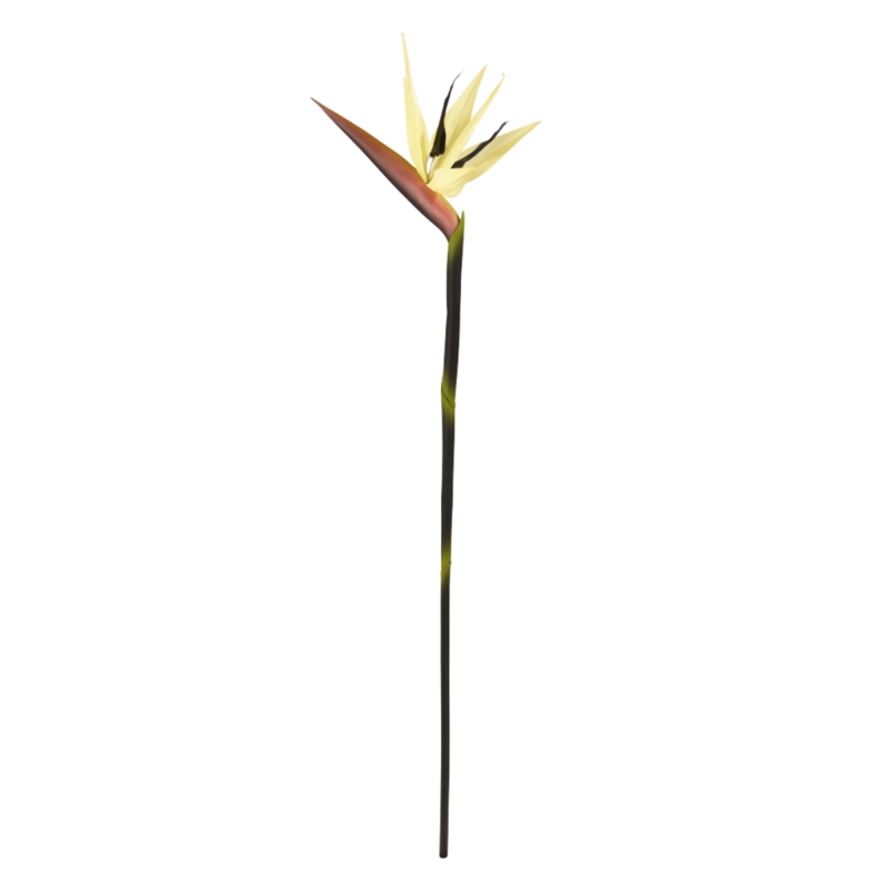 Ramo di Strelitzia Deluxe 90cm Crema
