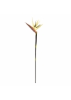 Ramo di Strelitzia Deluxe 90cm Crema