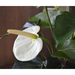 Pianta artificiale di Anthurium 40cm - crema in vaso da 10cm