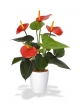 Pianta artificiale di Anthurium 40cm - rosso in vaso da 10cm