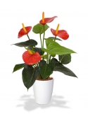 Pianta artificiale di Anthurium 40cm - rosso in vaso da 10cm