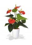 Pianta artificiale di Anthurium 40cm - rosso in vaso da 10cm
