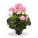 Geranio artificiale in vaso 40 cm - rosa