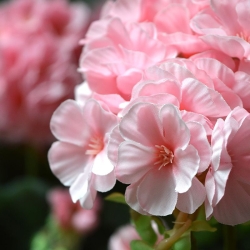 Geranio artificiale in vaso 40 cm - rosa