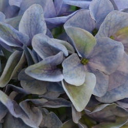 Ramo di Ortensia Artificiale N 67cm Blu