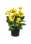 Pianta di Viola Artificiale 25 cm Gialla in Vaso
