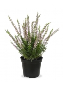Pianta artificiale Erica Heather 30cm rosa