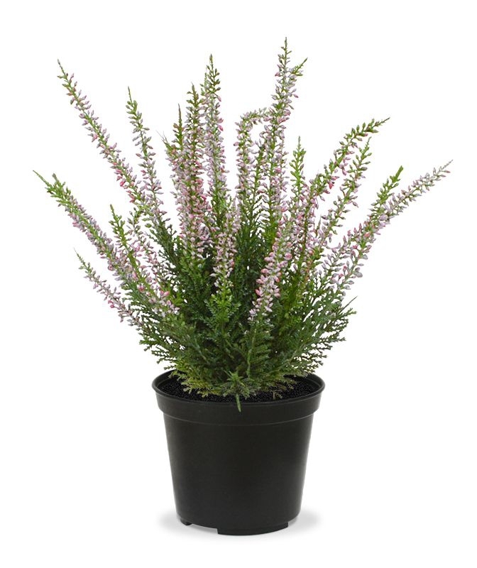Pianta artificiale Erica Heather 30cm rosa