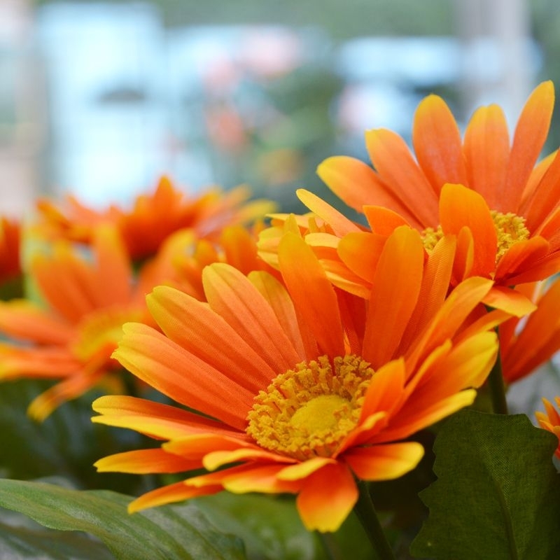 Pianta artificiale di gerbera in vaso 30 cm - arancione