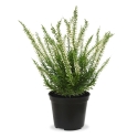 Pianta artificiale di erica 25cm - crema