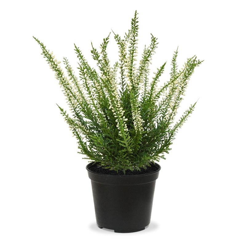 Pianta artificiale di erica 25cm - crema