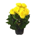 Begonia artificiale in vaso 20cm - giallo