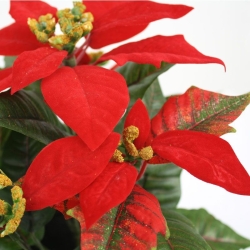 Pianta artificiale Poinsettia 25cm in vaso - rosso