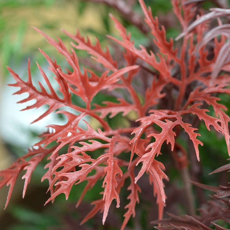 Ramo sintetico Ming Aralia 50 cm bordeaux UV