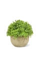 Mini Buxus artificiale in vaso 14 cm - verde