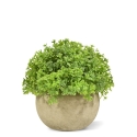 Mini Buxus artificiale in vaso 14 cm - verde